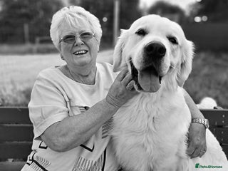 Golden Retriever dogs - Advert 17