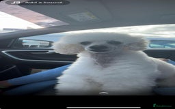 Cockapoo dogs for sale: F1 cockapoos  - Image 9