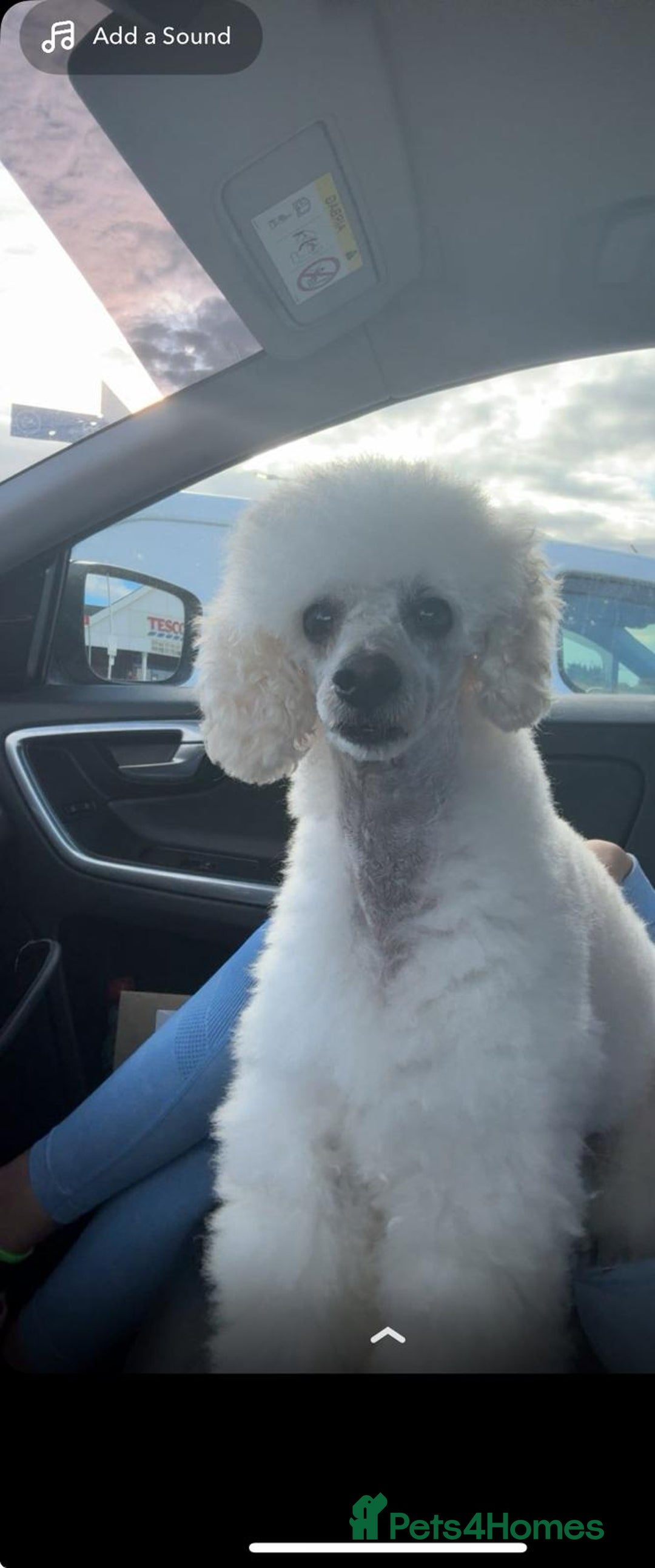 Cockapoo dogs for sale: F1 cockapoos  - Image 9