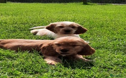 Cocker Spaniel dogs for sale: Cocker spaniel puppies  - Image 3