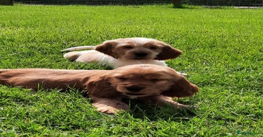 Cocker Spaniel dogs - Advert 3