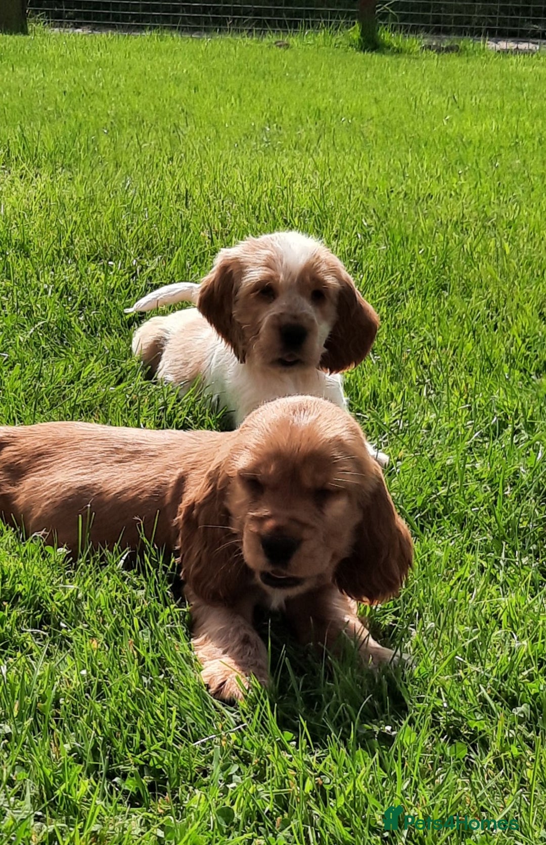 Cocker Spaniel dogs for sale: Cocker spaniel puppies  - Image 3