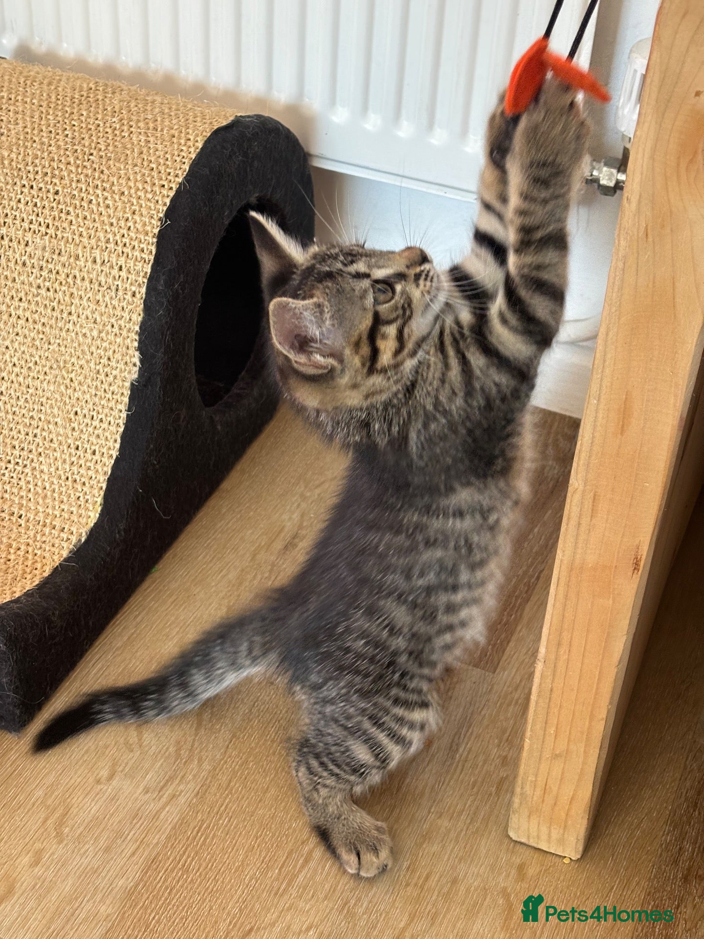 Mixed Breed cats Beautiful little girl  - Advert 5