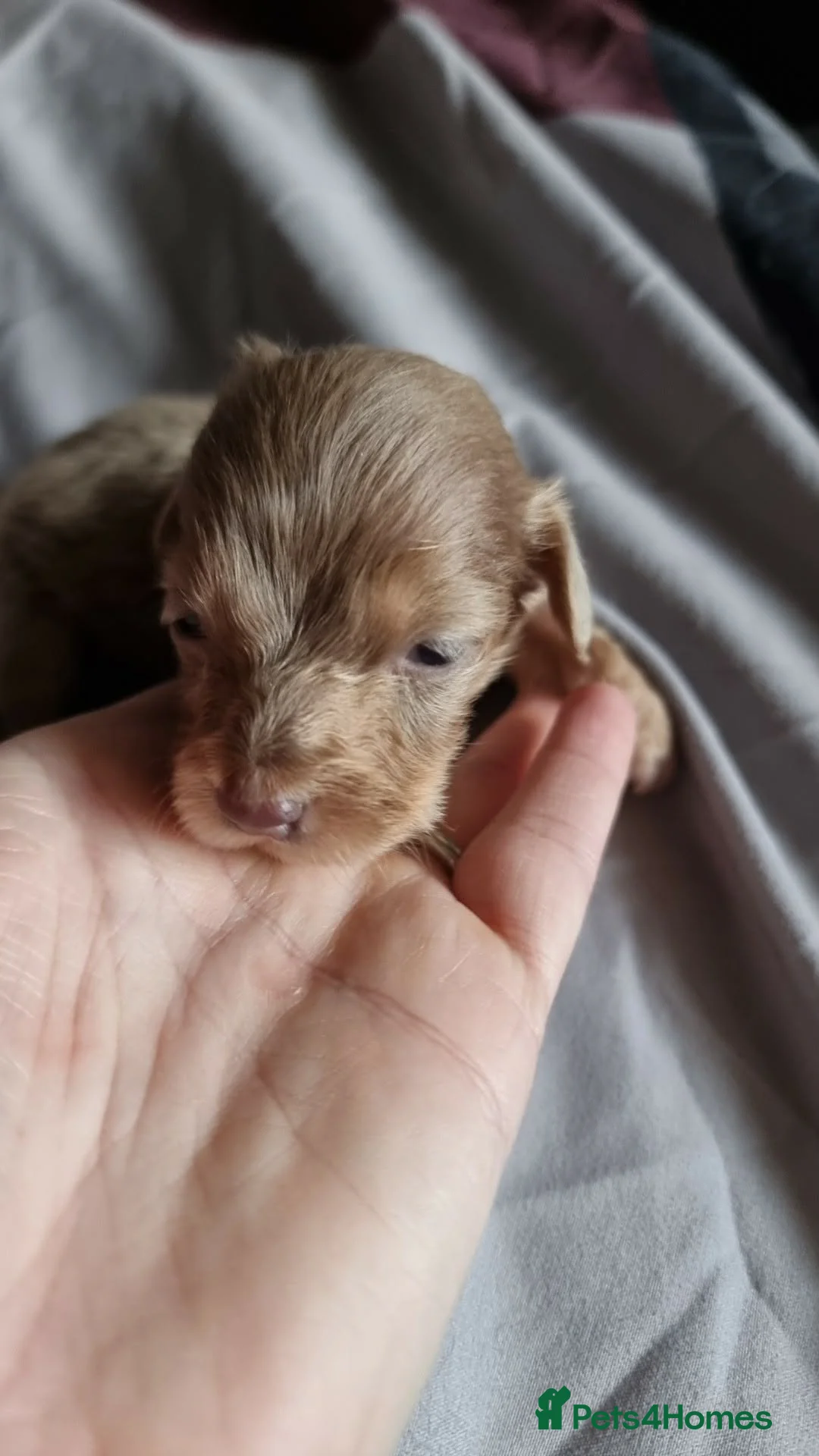 Miniature Dachshund dogs for sale: Long Haired Miniature Dachshund Puppies - Advert 36