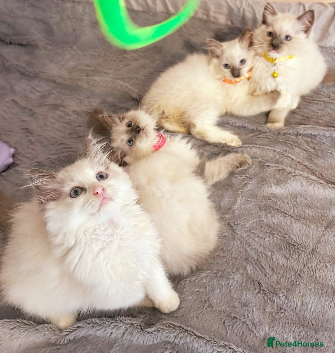 Ragdoll cats for sale: Cute little Ragdoll kittens for sale 💕🐱🐱 - Image 1