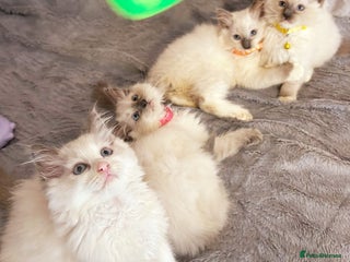 Ragdoll cats for sale - Advert 1