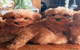 Cairn Terrier dogs for sale: STUNNING F1 cairn-oodle puppies  - Image 5