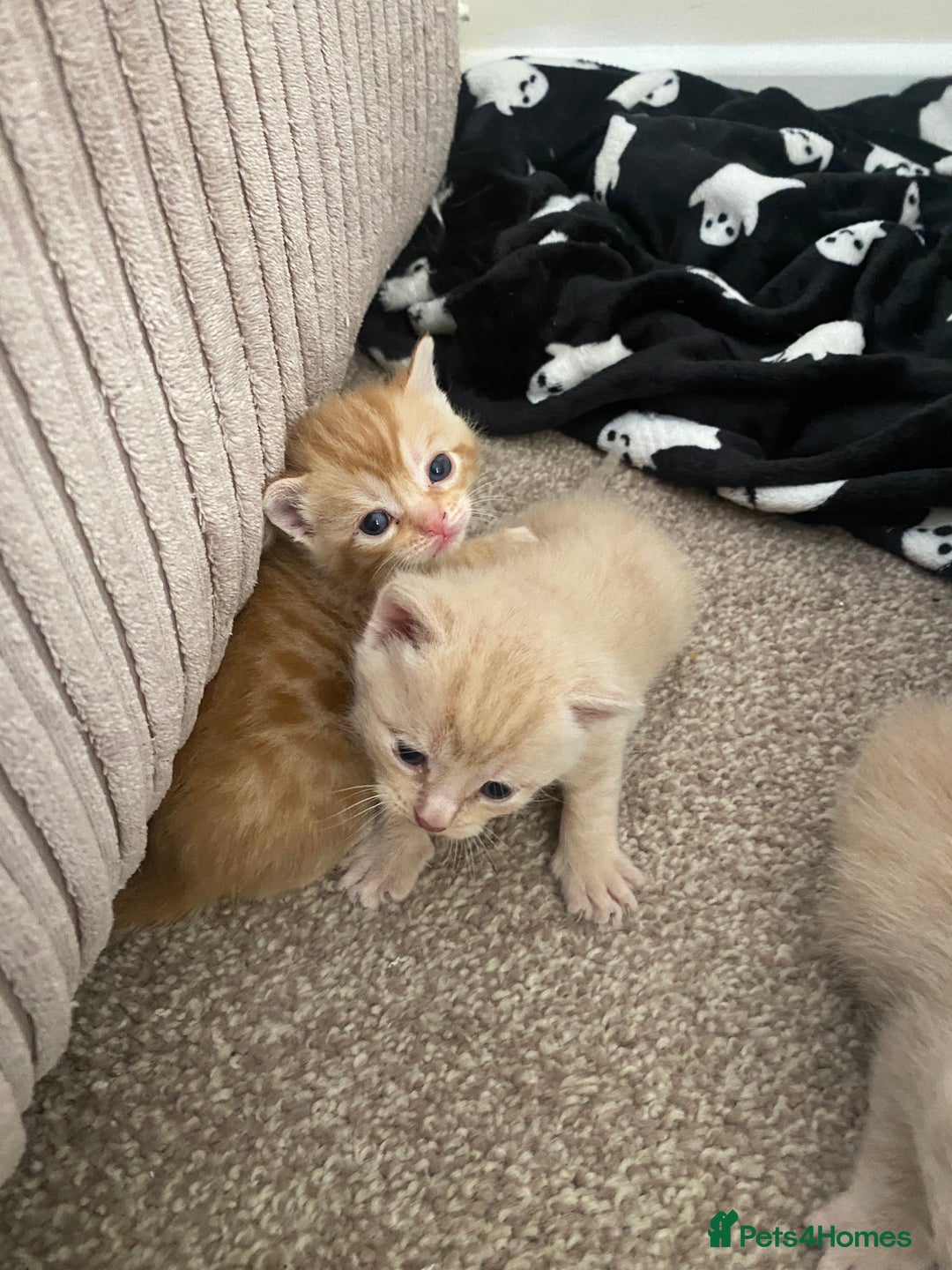 Domestic Shorthair cats for sale: Cream and ginger girls  - Image 2