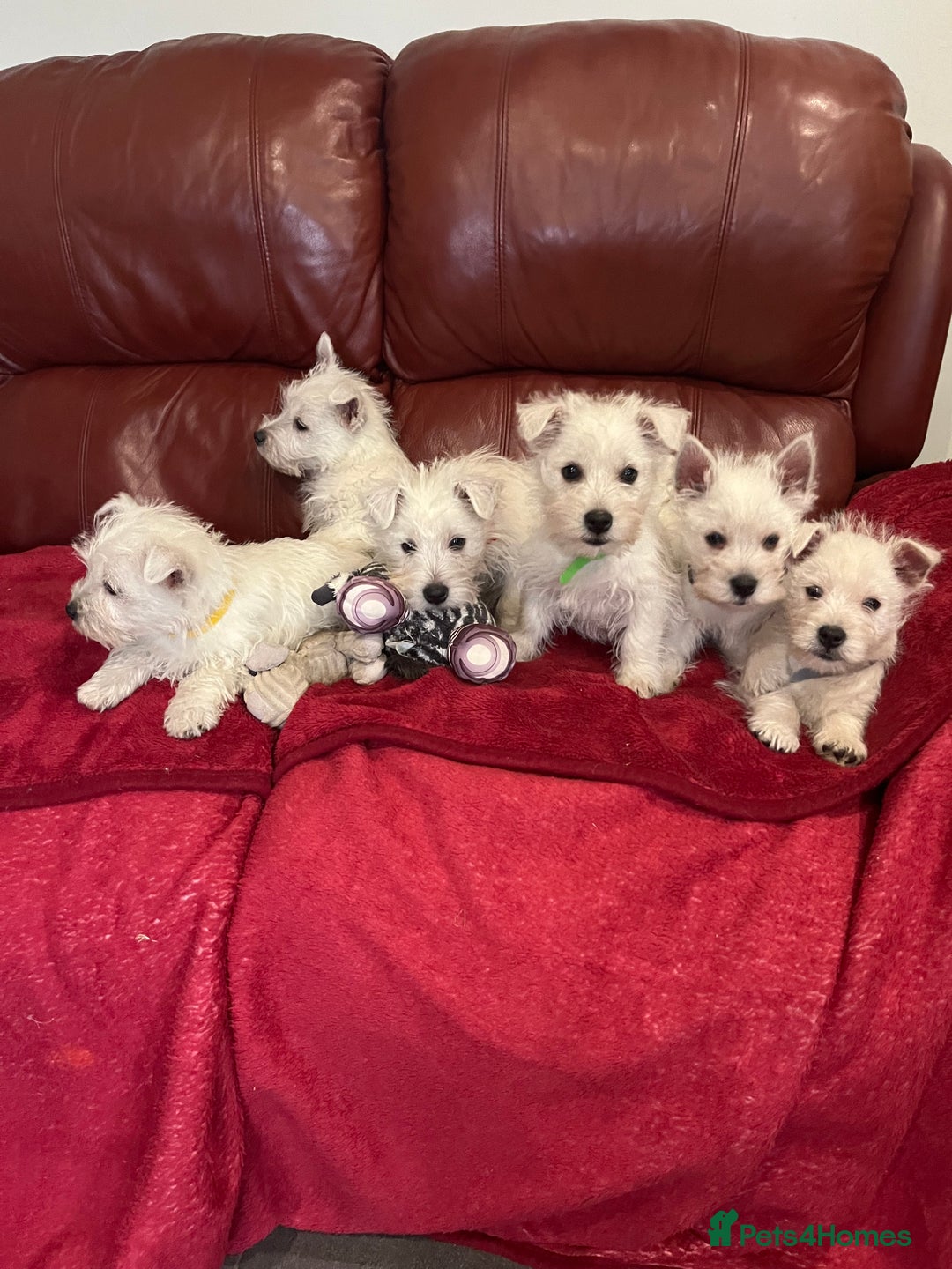 West Highland Terrier dogs for sale: 1 Boy Left   - Advert 2