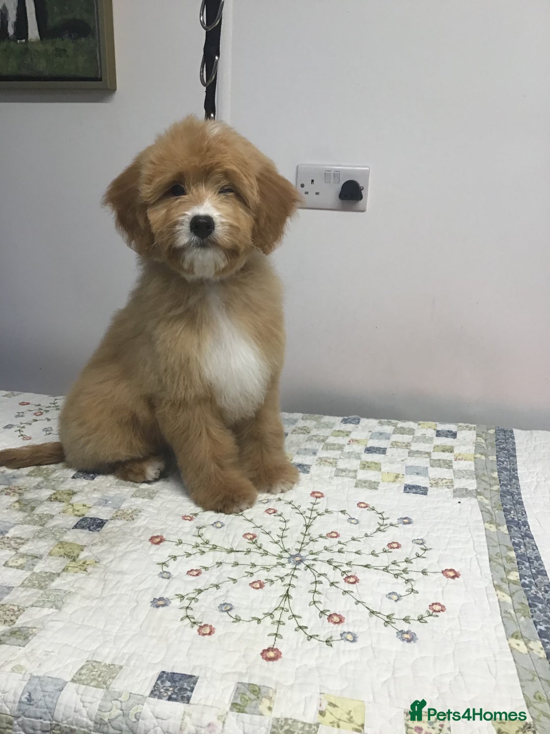 Bernedoodle dogs for sale: Rare Toy bernedoodles  - Advert 9