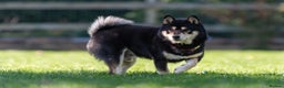 Japanese Shiba Inu dogs for stud: A True Genetic Gem in the Shiba Inu Breed - Advert 4