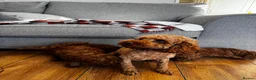 Toy Poodle dogs for sale: Beautiful Toy Poodle Puppies All Red Boys in Hoddesdon - Advert 17
