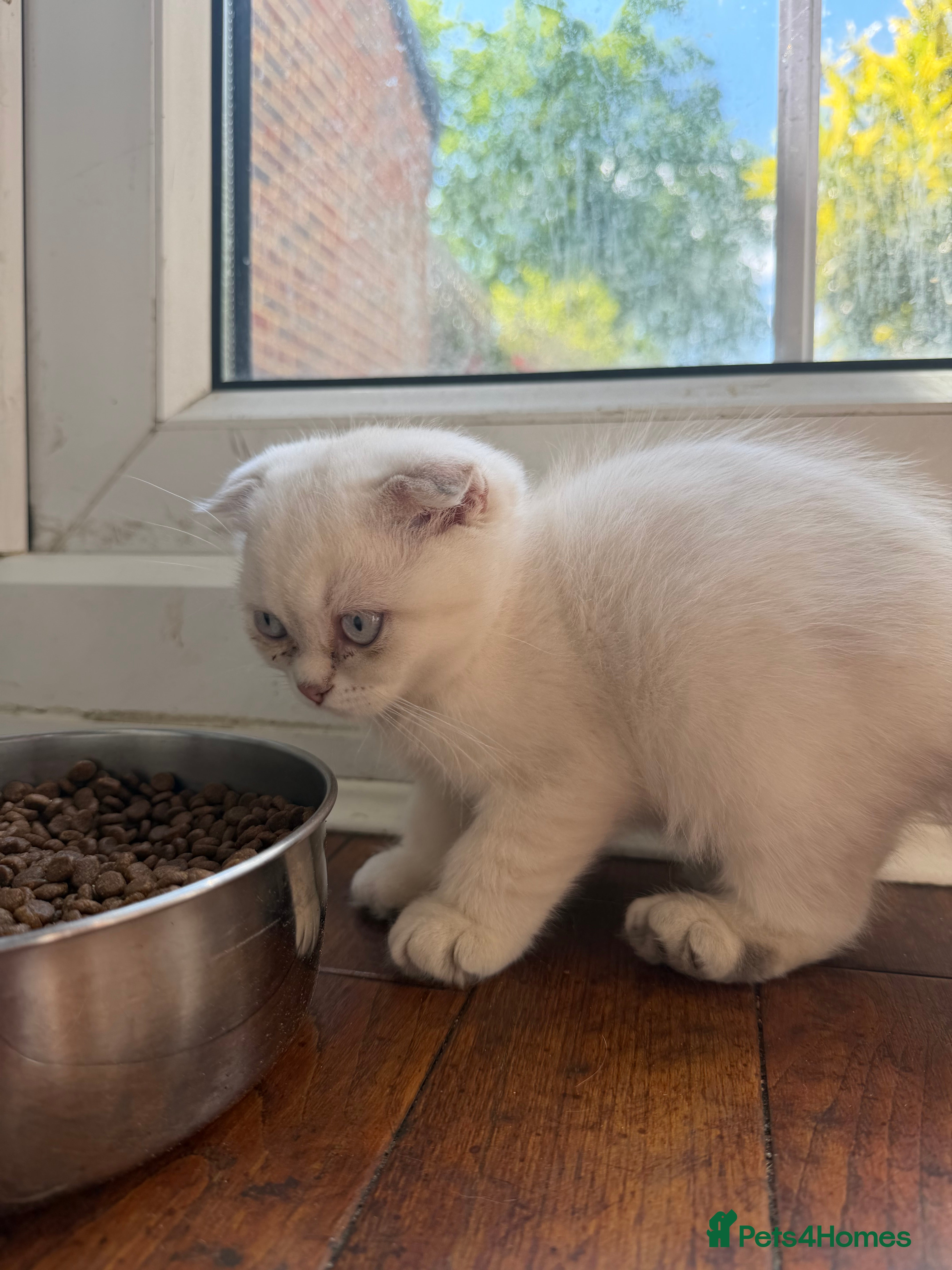 Scottish Fold cats for sale: READY SCOTTISH FOLD KITTENS (URGENT) - Advert 10