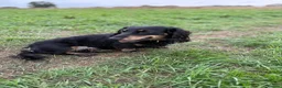 Miniature Dachshund dogs for stud: KC Registered miniature male dachshund Stud - Advert 10