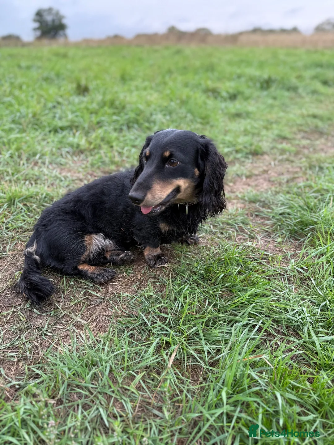 Miniature Dachshund dogs for stud: KC Registered miniature male dachshund Stud - Advert 10