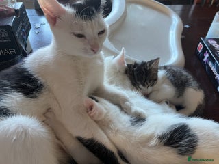 British Shorthair cats 3 beautiful kittens ready now - Advert 1