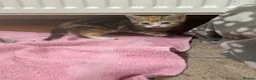 Mixed Breed cats for sale: Adorable farm kittens for sale - Advert 8