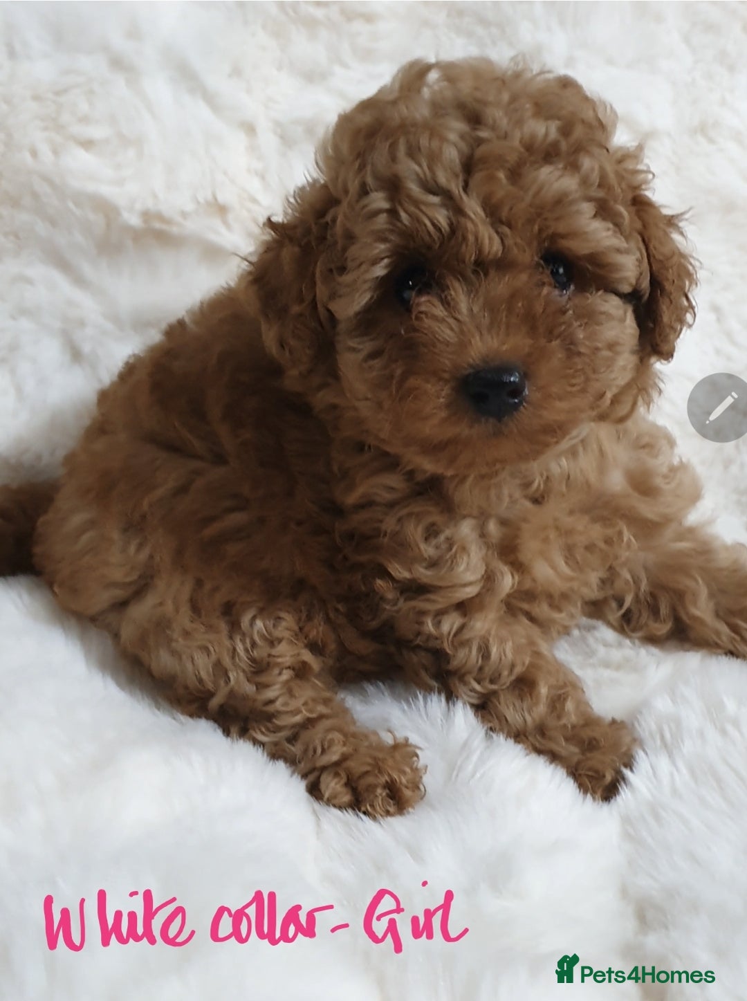 Toy Poodle dogs for sale: Pedigree Toy poodle puppies ready this weekend - Image 7