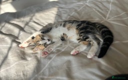 Domestic Shorthair cats for sale: Free to a good home - Advert 1