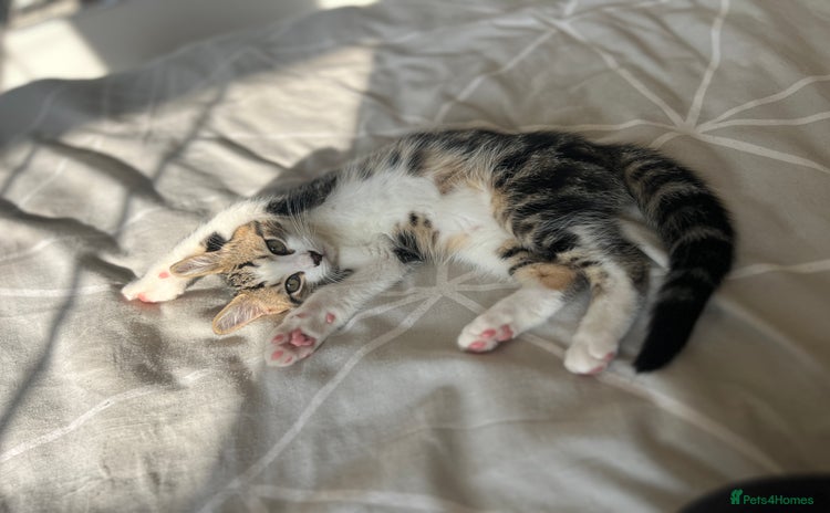 Domestic Shorthair cats Free to a good home - Advert 2