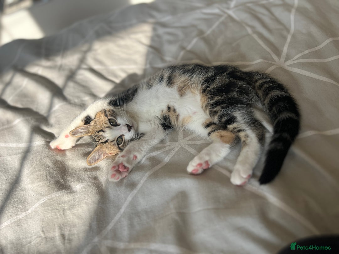 Domestic Shorthair cats for sale: Free to a good home - Advert 1