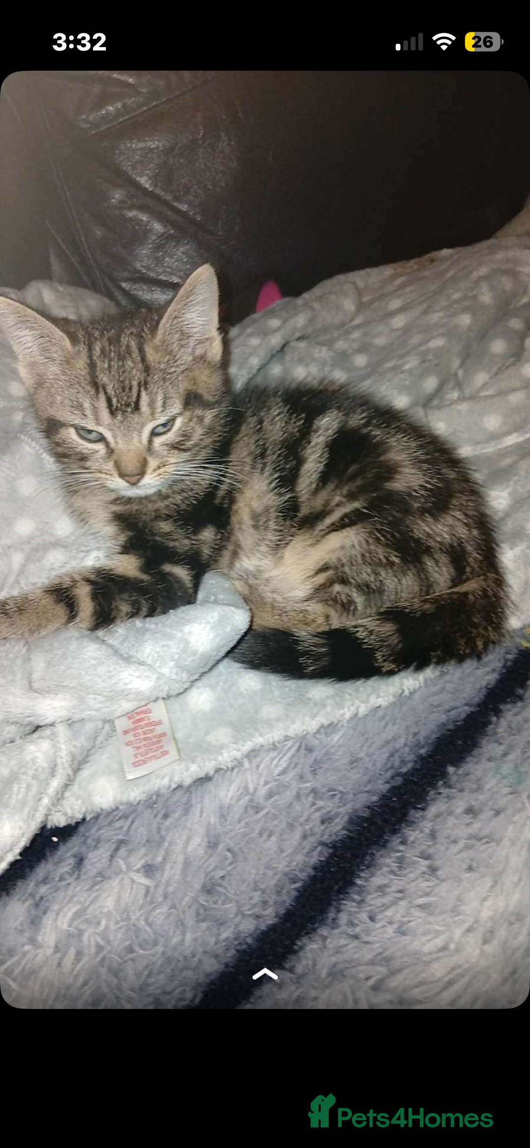 British Shorthair cats for sale: beautiful male kittens  - Advert 2