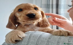 Cocker Spaniel dogs for sale: GOLDEN health tested show cocker spaniel pups - Image 12