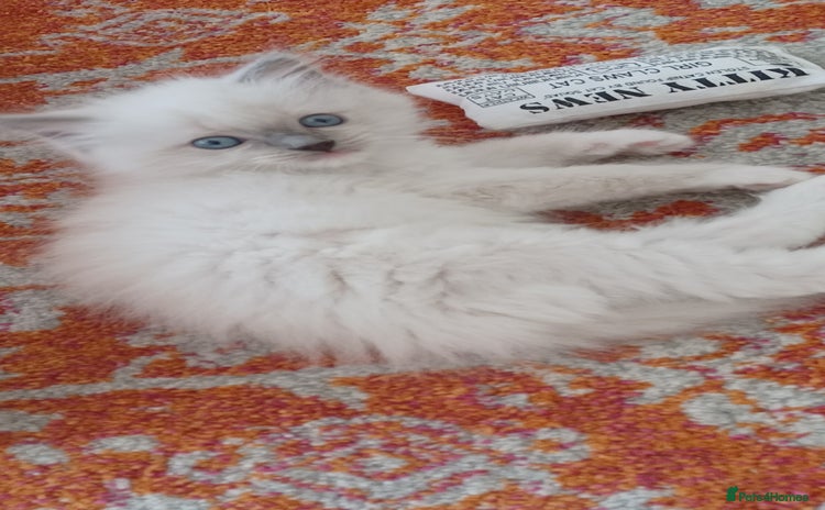Ragdoll cats - Advert 5