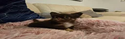 Chihuahua dogs for sale: XX quality chihuahua chocolate longcoat puppies XX - Advert 13