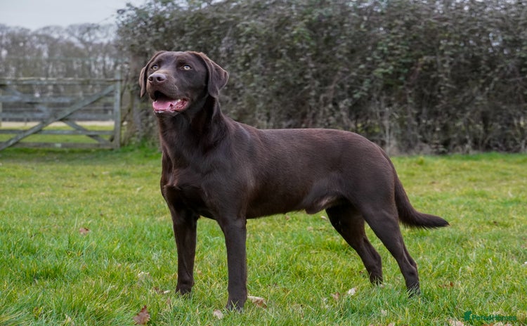 Labrador Retriever dogs - Advert 11