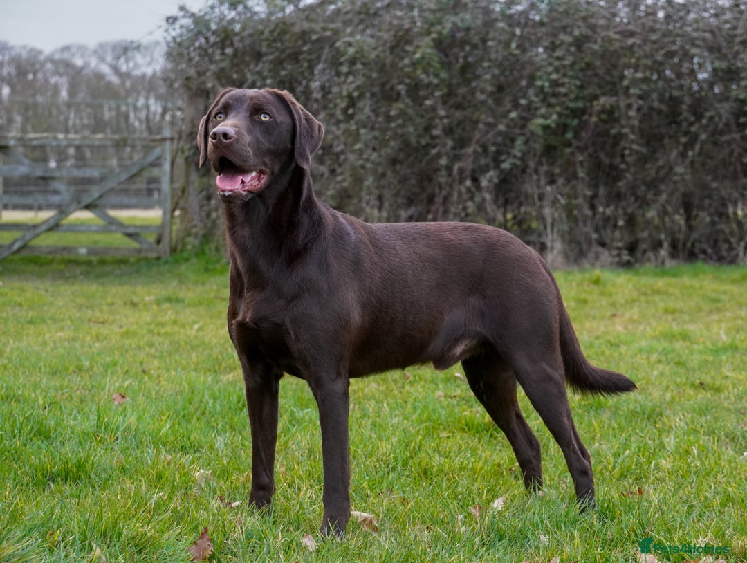 Labrador Retriever dogs for sale: 1 black dog available  - Image 1