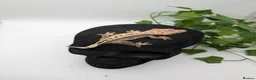 Gecko reptiles for sale: Mixed Morph Crested Gecko - Advert 13