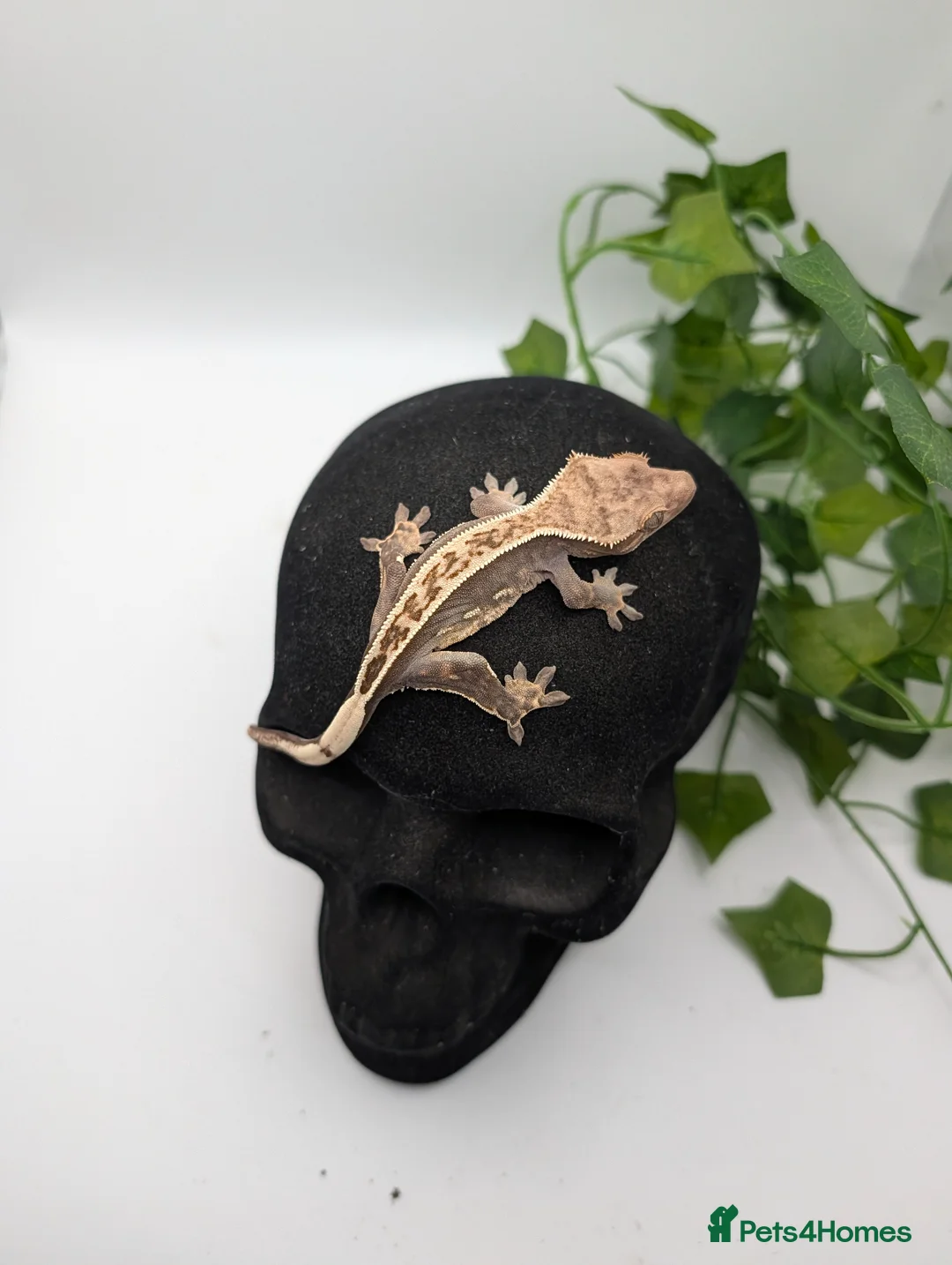 Gecko reptiles for sale: Mixed Morph Crested Gecko - Advert 13