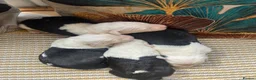 Old English Sheepdog dogs for sale: Kc Registered Old English Sheepdogs  - Advert 27