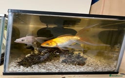 Fancy Goldfish fish for sale: Fantail goldfish  - Image 2