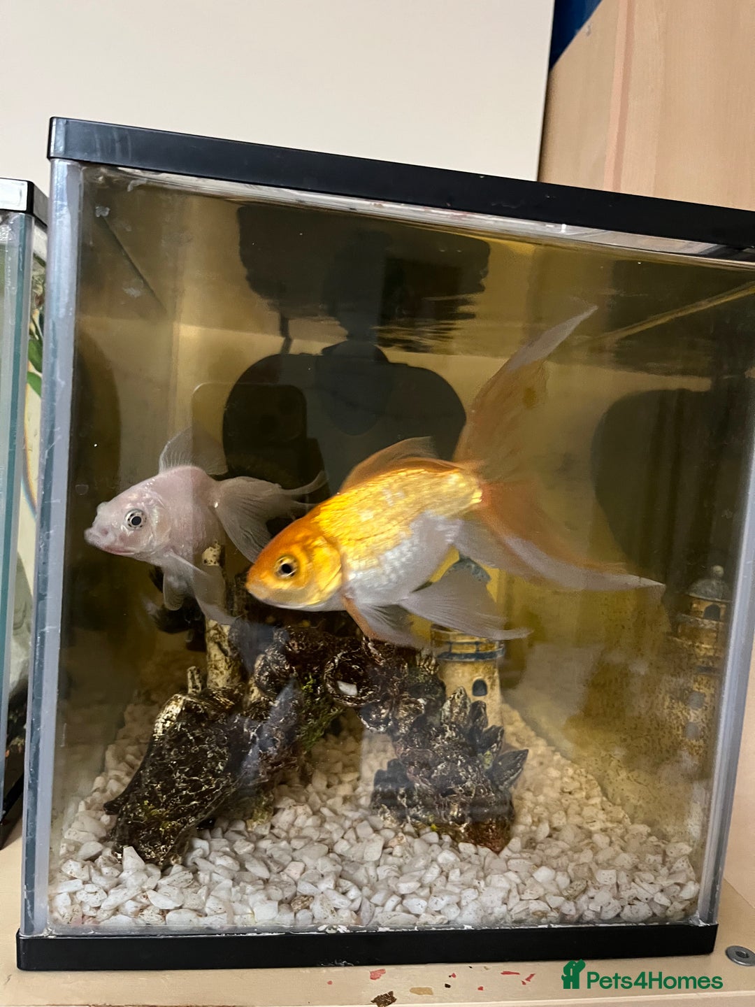 Fancy Goldfish fish for sale: Fantail goldfish  - Image 2