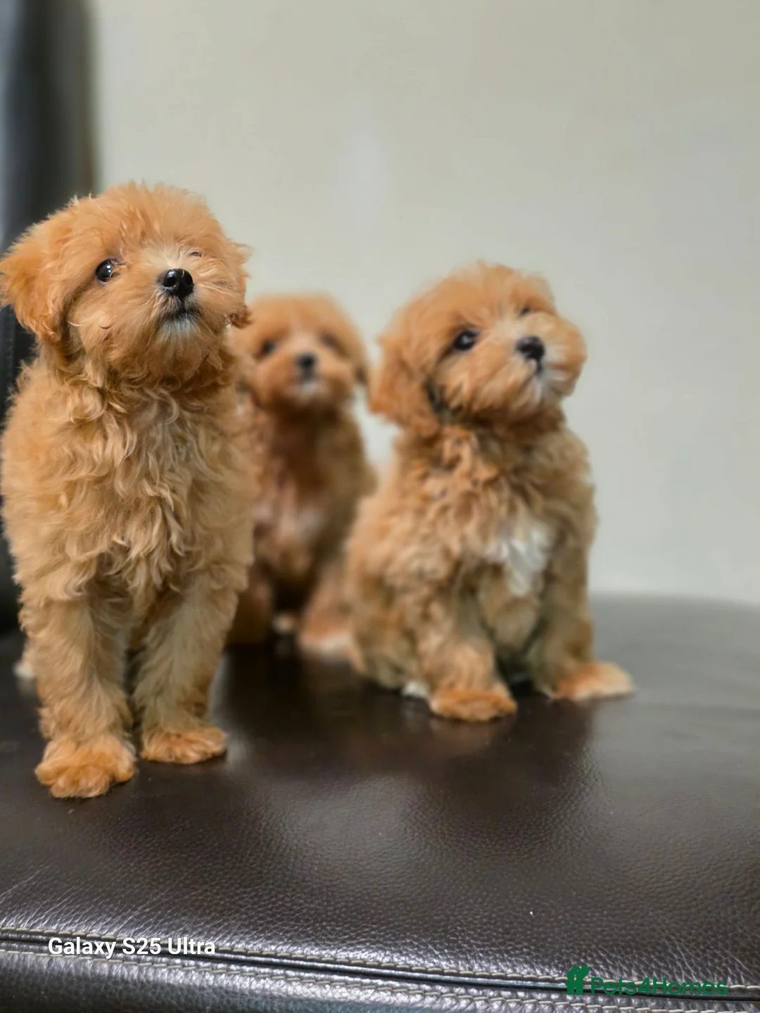 Maltipoo dogs for sale: F1 Adorable Maltipoo Puppies  - Advert 1
