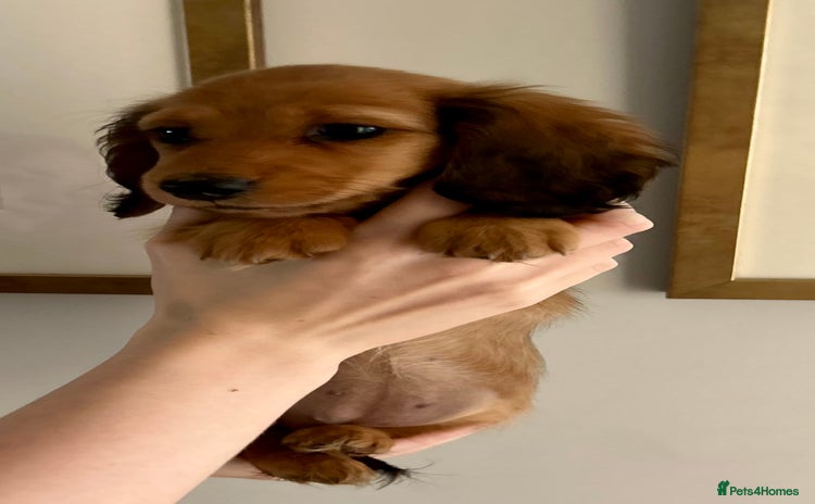 Miniature Dachshund dogs - Advert 2