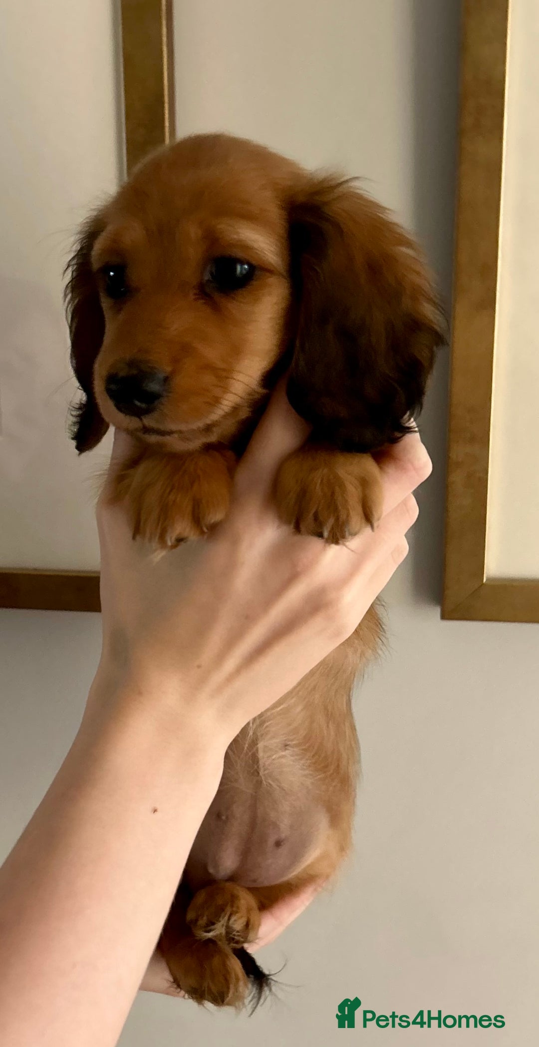 Miniature Dachshund dogs for sale:  Ready to leave - Long Haired Miniature Dachshund  - Image 2