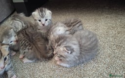 British Shorthair cats for sale: 2 female 4 male kittens  - Image 11