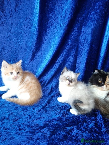 Persian cats - Advert 14