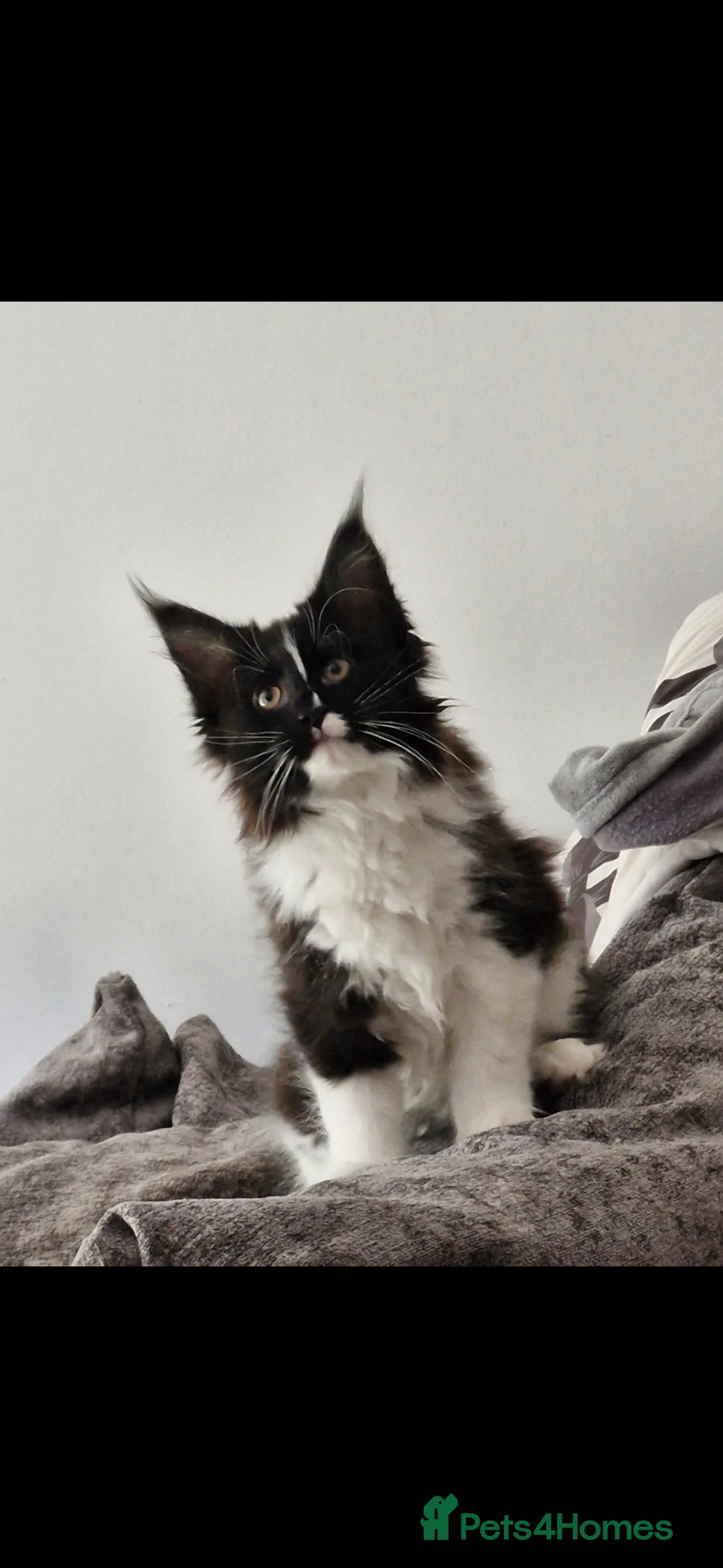 Maine Coon cats for sale: Tuxedo mainecoon champion bloodline  - Advert 2