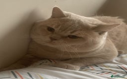 British Shorthair cats for sale: Loving & Affectionate BSH Cream Young Adult Male - Image 3
