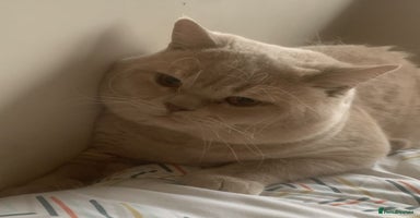 British Shorthair cats - Advert 10