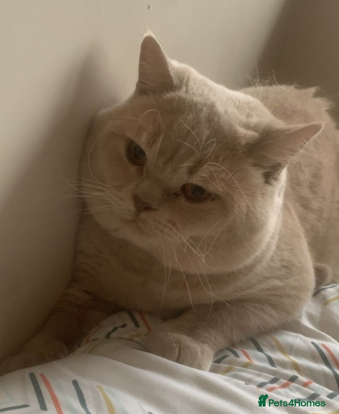 British Shorthair cats for sale: Loving & Affectionate BSH Cream Young Adult Male - Image 3