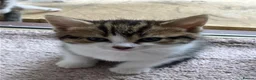 Mixed Breed cats for sale: Mixed breed kittens in Andover - Advert 7