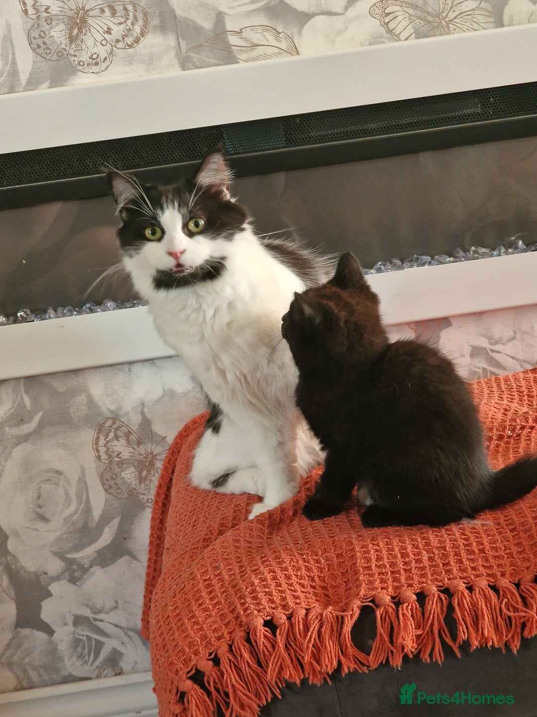 Mixed Breed cats for sale: 3 female kittens  - Advert 2