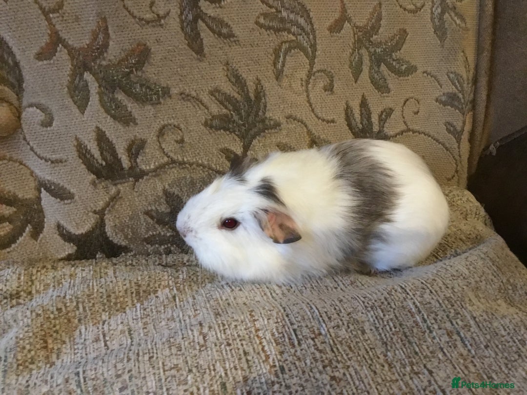 Guinea Pig rodents for sale: Mum and daughter and adult male - Advert 2