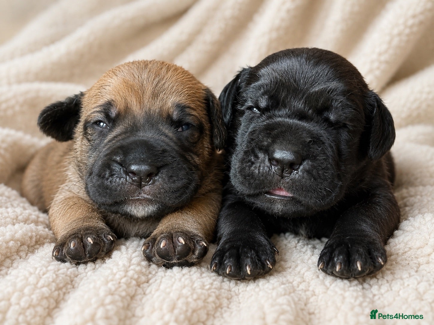 Mixed Breed dogs North American mastiff X boerboel  - Advert 2