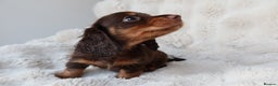Miniature Dachshund dogs for sale: 4 male long hair miniature daschunds for sale - Advert 3